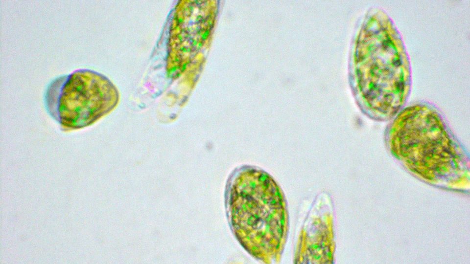 Euglena - A Superfood with Powerful Benefits